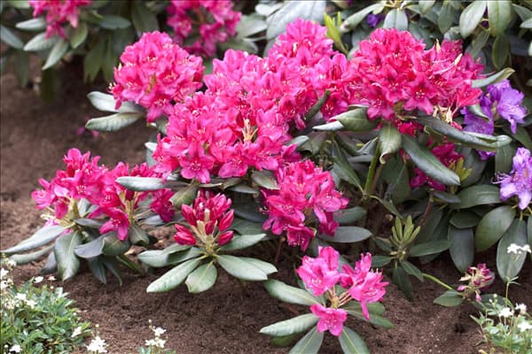 Rhododendron 'Nova Zembla'