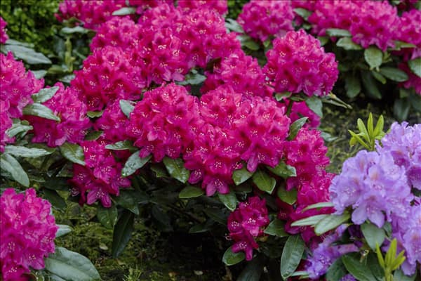 Rhododendron 'Nova Zembla'
