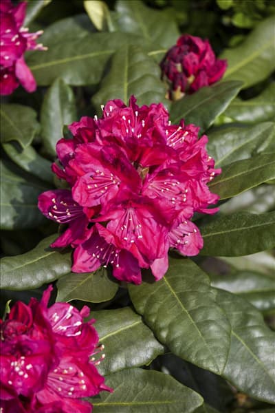 Rhododendron 'Nova Zembla'