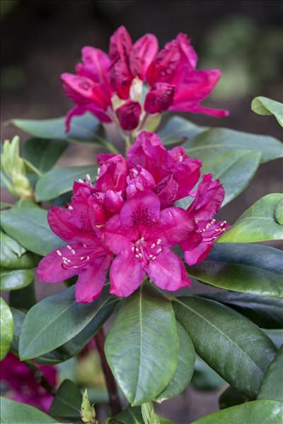 Rhododendron 'Nova Zembla'