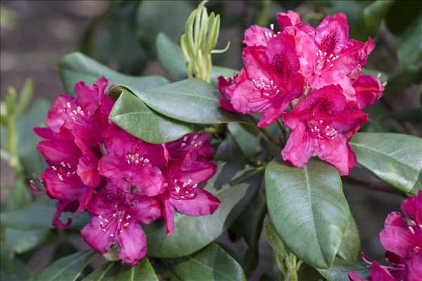 Rhododendron 'Nova Zembla'