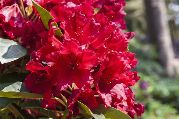 Rhododendron 'Nova Zembla'