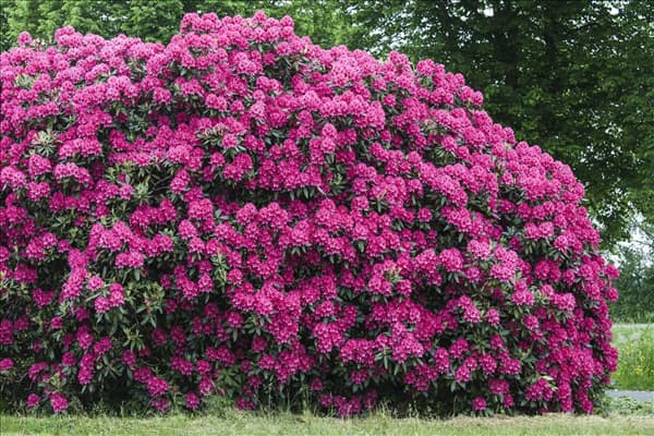 Rhododendron 'Nova Zembla'
