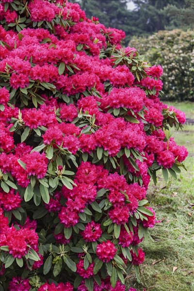 Rhododendron 'Nova Zembla'