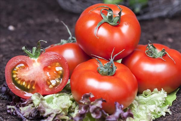 Solanum lycopersicum