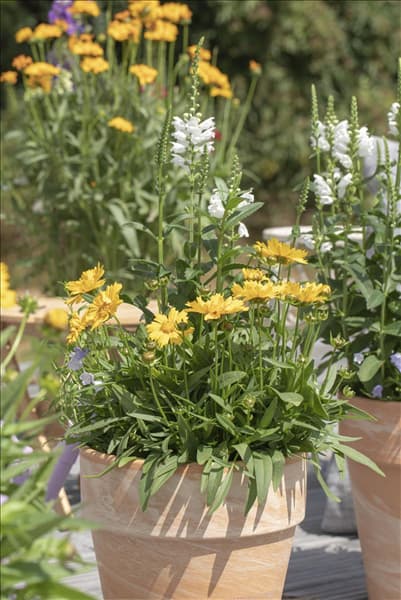 Coreopsis