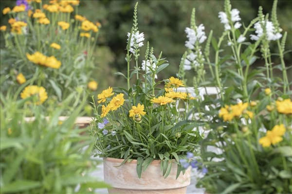 Physostegia virginiana
