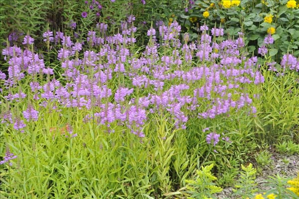 Physostegia virginiana