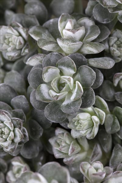 Sedum spathulifolium 'Cape Blanco'