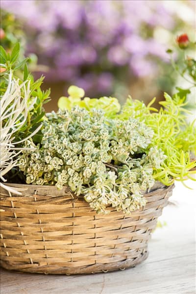 Sedum spathulifolium 'Cape Blanco'
