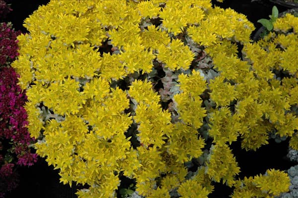 Sedum spathulifolium 'Cape Blanco'