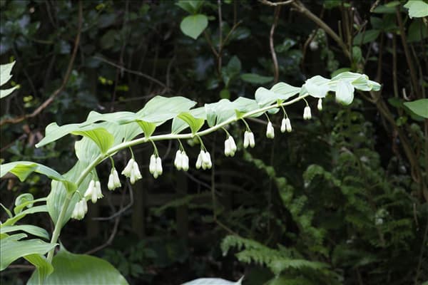 Polygonatum odoratum
