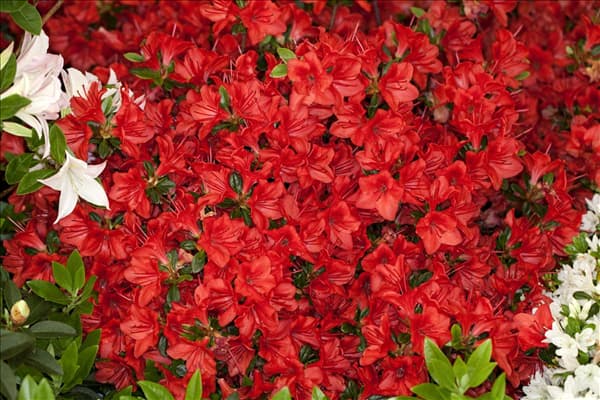 Rhododendron obtusum