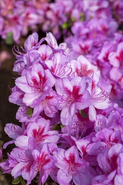 Rhododendron obtusum