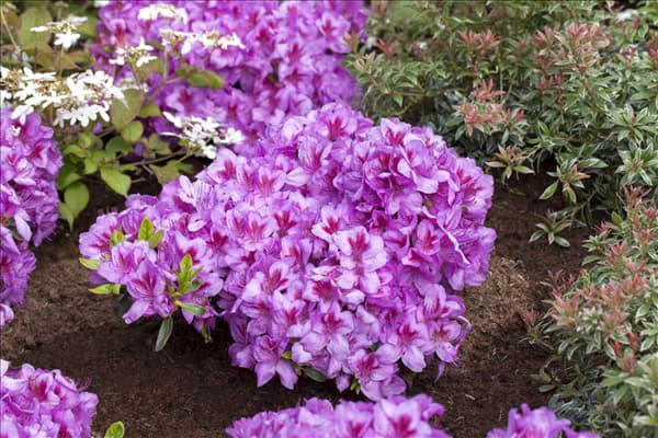 Rhododendron obtusum