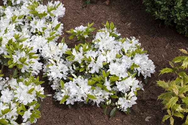 Rhododendron obtusum