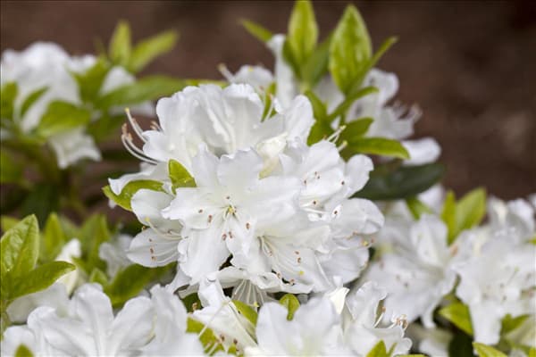 Rhododendron obtusum