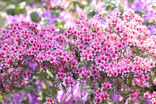 Rhododendron obtusum