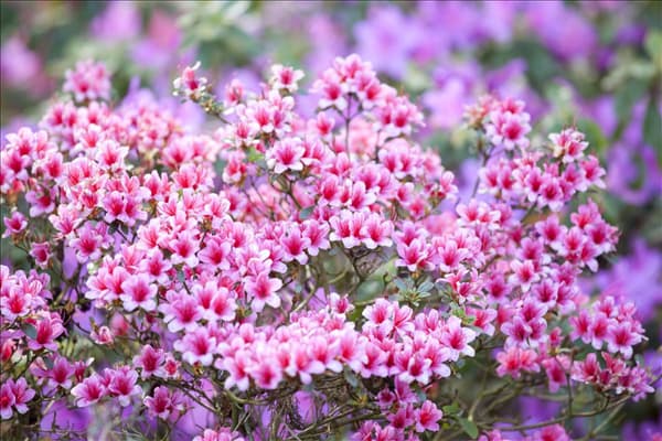 Rhododendron obtusum