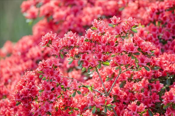 Rhododendron obtusum