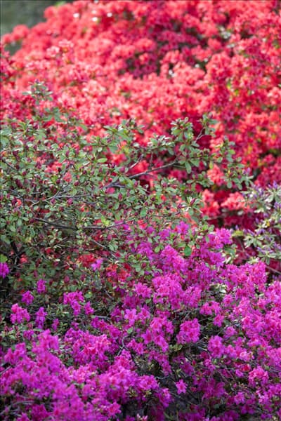 Rhododendron obtusum