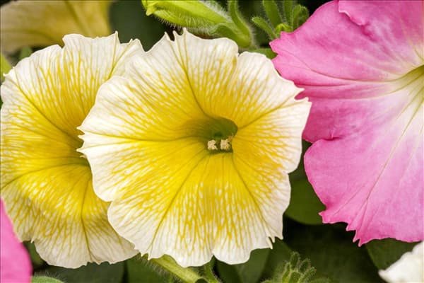 Petunia 'Easy Wave® Rise N Shine'