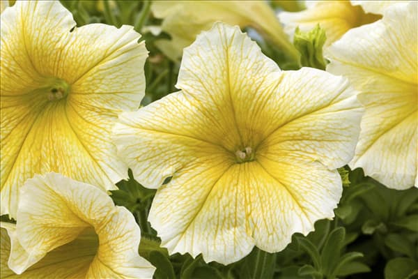 Petunia 'Sweet Pleasure® Yellow'