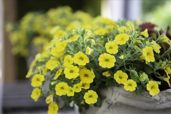 Calibrachoa, gelb