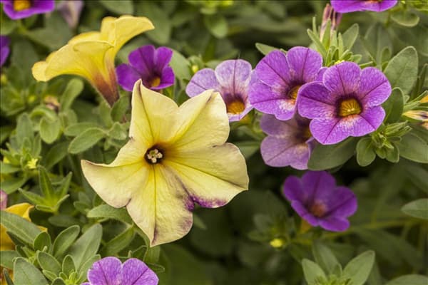Calibrachoa, violett