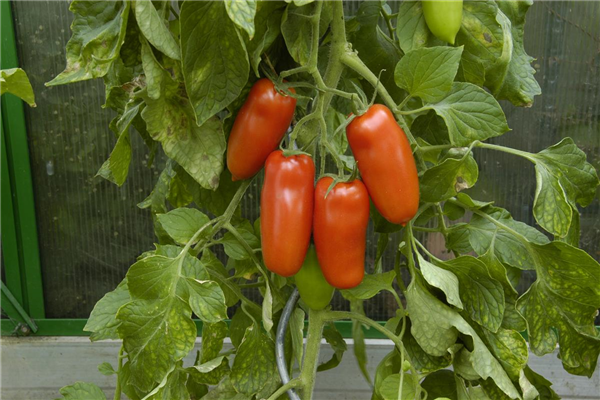 Solanum lycopersicum 'San Marzano'