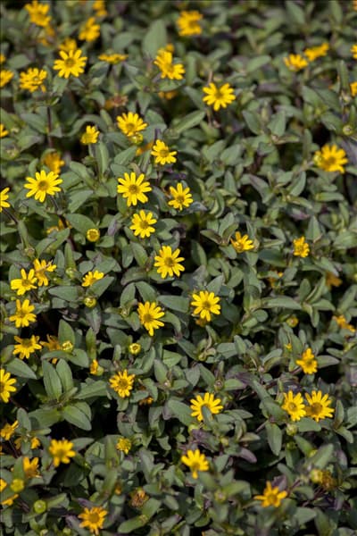 Sanvitalia procumbens 'Superbini'