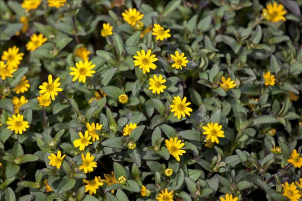 Sanvitalia procumbens 'Superbini'