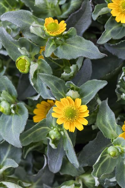 Sanvitalia procumbens 'Superbini'