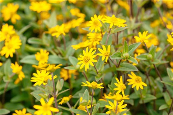 Sanvitalia procumbens 'Superbini'