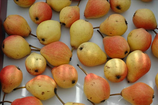 Pyrus communis 'Clapps Liebling'