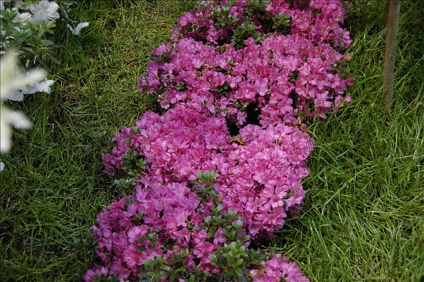 Rhododendron obtusum 'Anne Frank'