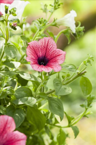 Petunia, rot