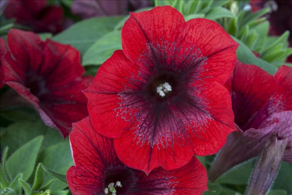 Petunia