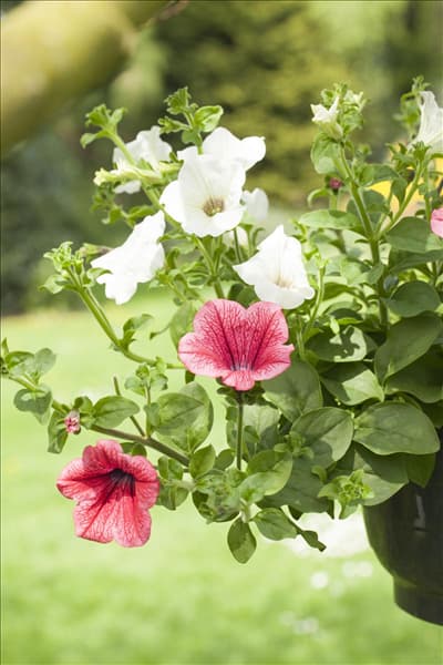Petunia, rot