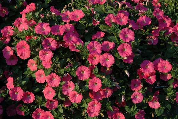 Petunia, rot