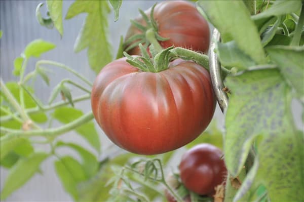 Solanum lycopersicum 'Schwarze Krim'