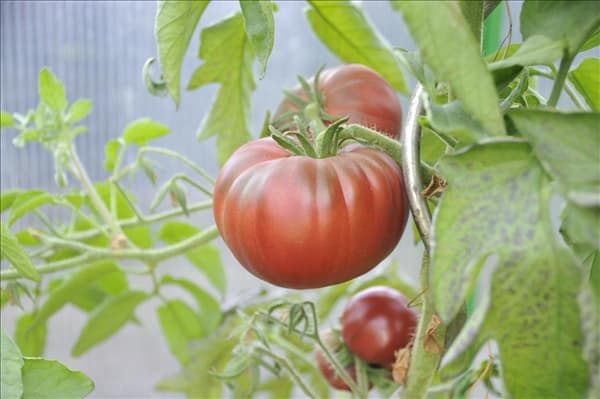 Solanum lycopersicum 'Schwarze Krim'