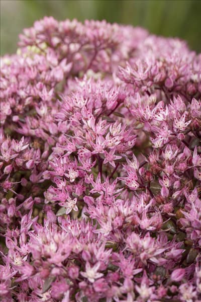 Sedum spectabile 'Crystal Pink'