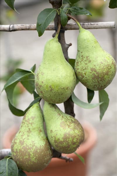 Pyrus communis 'Conference'