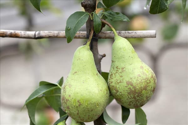 Pyrus communis 'Conference'