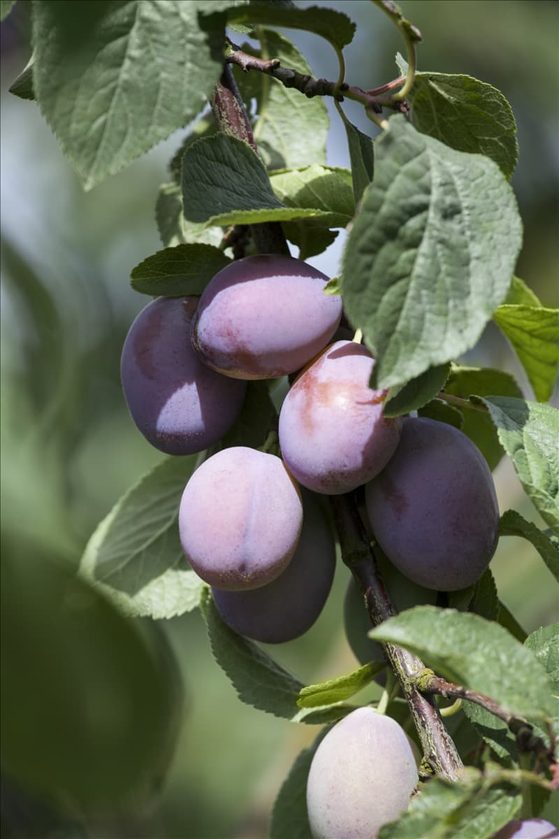 Prunus domestica subsp. domestica