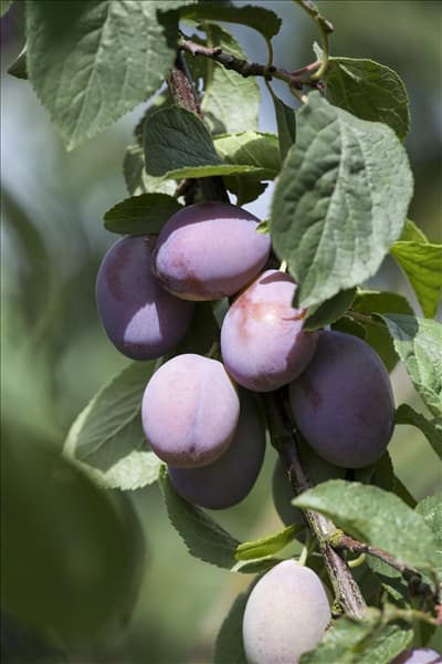 Prunus domestica subsp. domestica