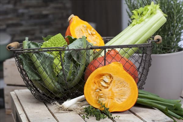 Cucurbita pepo