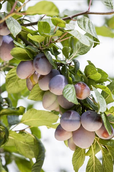 Prunus domestica subsp. domestica