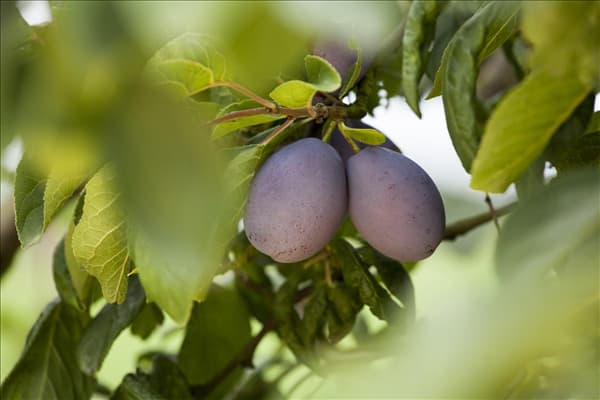 Prunus domestica subsp. domestica